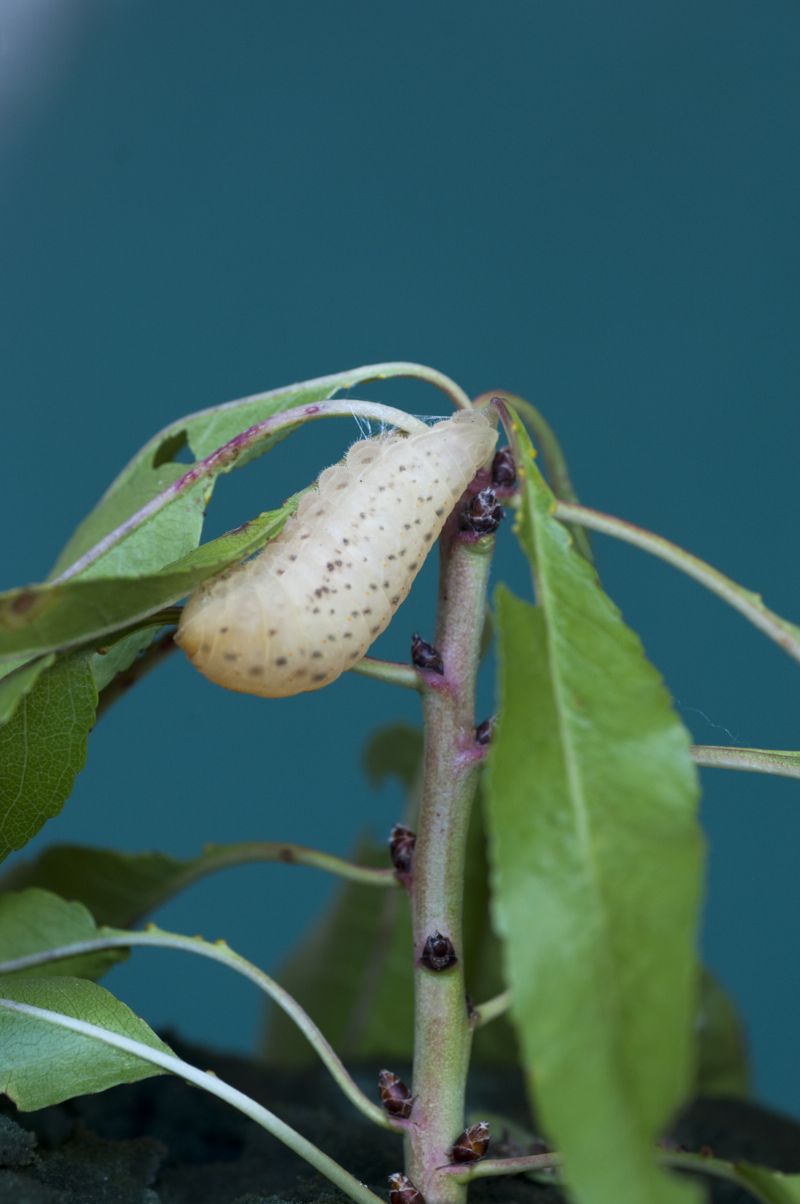 Bruco mai visto - Iphiclides podalirius